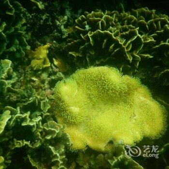 北海印象涠洲岛生态度假村酒店提供图片