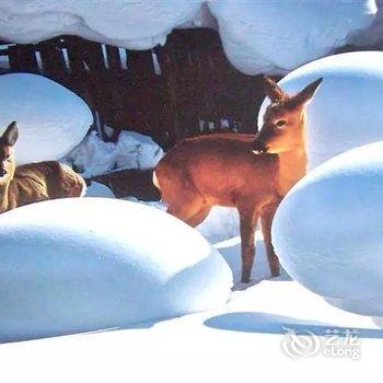 雪乡柳敦喜家庭旅馆酒店提供图片