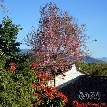 腾冲大树京品客栈酒店提供图片