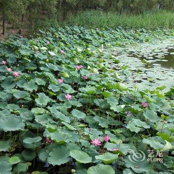 任丘尚旅旅居悦荷庄园酒店提供图片