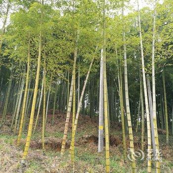 莫干山莫上隐度假酒店用户上传图片