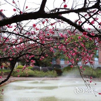 黄山泽梅轩度假酒店(高铁站店)酒店提供图片