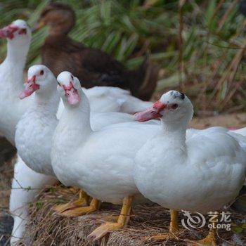 三亚海棠湾喜来登度假酒店酒店提供图片