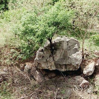 林州天平山桃园度假村酒店提供图片