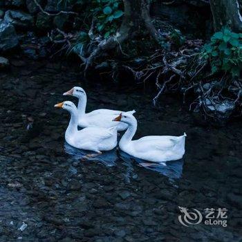 千岛湖芹川古村乡宿酒店提供图片