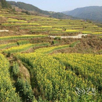 婺源江岭翠菊人家客栈酒店提供图片