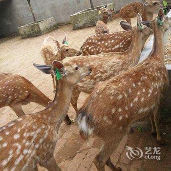 黄山三姐人家酒店提供图片