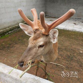 黄山三姐人家酒店提供图片