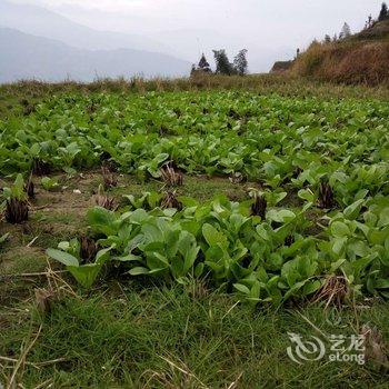 龙胜龙脊重阳酒楼酒店提供图片