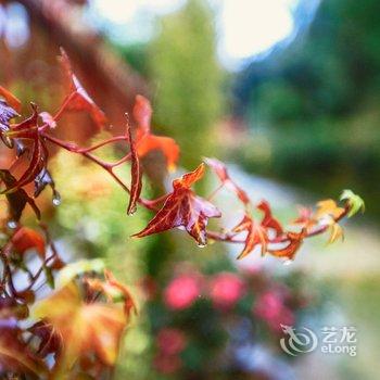 雁荡山南亚小栈酒店提供图片