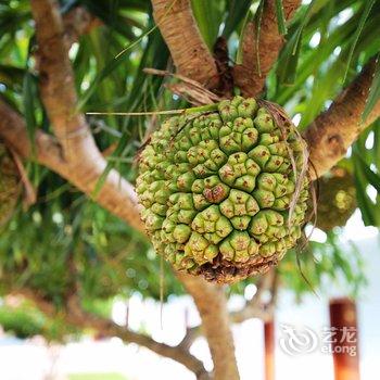 涠洲岛花开盛夏客栈酒店提供图片