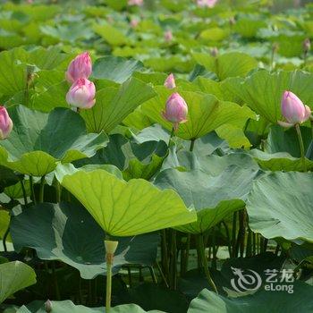 保定建萍农家院酒店提供图片