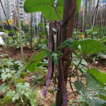 重庆千树花酒店酒店提供图片