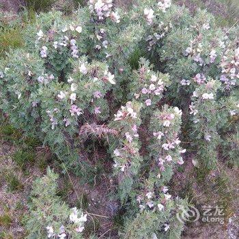 海南藏族自治州圣湖情草原宾馆酒店提供图片