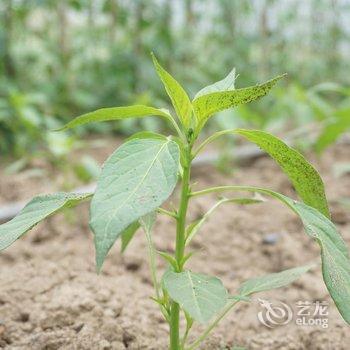 黄冈如意山庄酒店提供图片