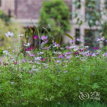 武夷山水岸山墅酒店提供图片