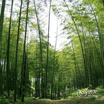 宜宾蜀南竹海林海大院酒店提供图片