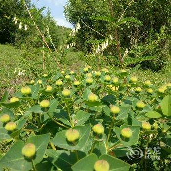 丰宁坝上北京驿站酒店提供图片