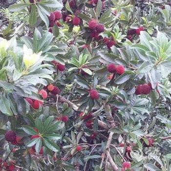 仙居县仙花农家土菜馆酒店提供图片