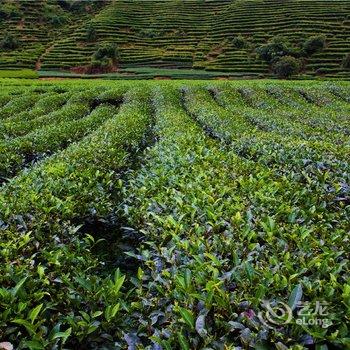 武夷山夷源天成茶文化体验基地酒店提供图片