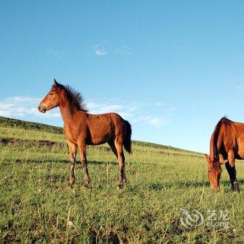 丰宁坝上草原北京之家农家院酒店提供图片