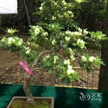 天台映山红民宿酒店提供图片