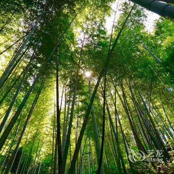 安吉上山下山民宿酒店提供图片