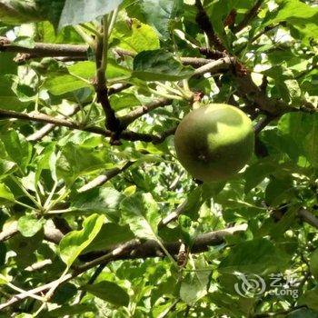 香格里拉虎跳峡镇古道核桃園青年旅社酒店提供图片