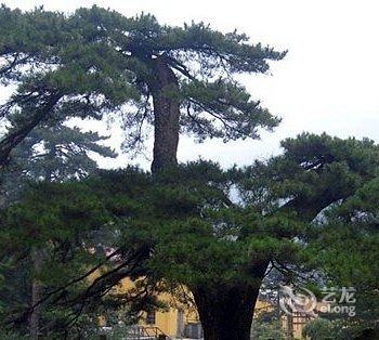 九华山佛缘山庄酒店提供图片