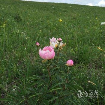 额尔古纳室韦纳吉蒙古部落酒店提供图片