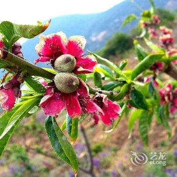 泸沽湖快乐乌托邦酒店提供图片