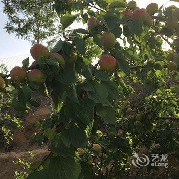 中卫红圆农庄酒店提供图片