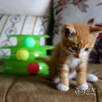 重庆想多了青年旅舍酒店提供图片