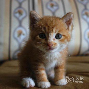 重庆想多了青年旅舍酒店提供图片