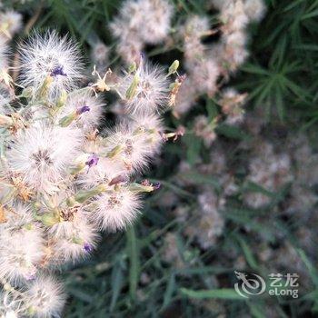 敦煌甘家大院客栈(莫高窟店)酒店提供图片