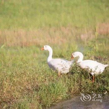 永嘉悦庭楠舍设计师酒店酒店提供图片