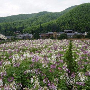 莫干山薰衣草庄园酒店提供图片