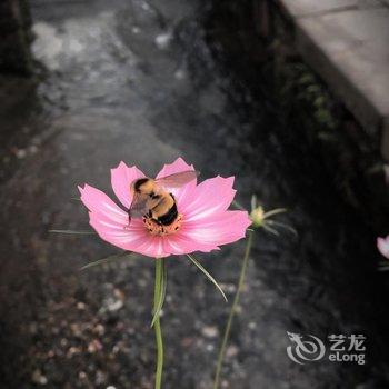 西递流水人家客栈酒店提供图片