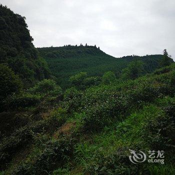 洪雅雅茶人家住宿酒店提供图片