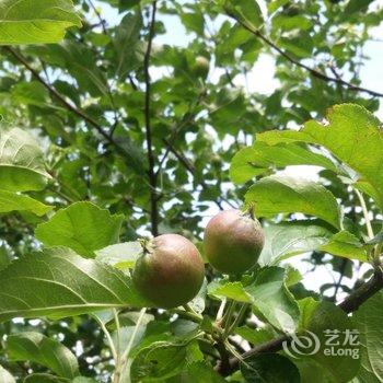 香格里拉虎跳峡镇古道核桃園青年旅社酒店提供图片