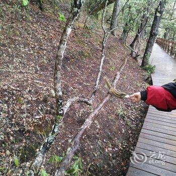 绿春黄连山酒店酒店提供图片