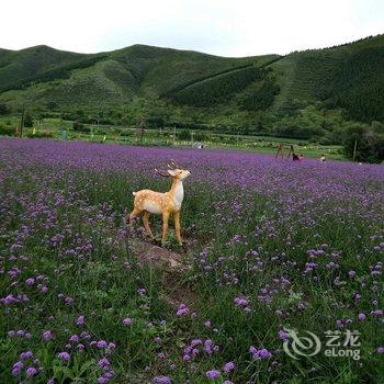 张家口香村农家院酒店提供图片