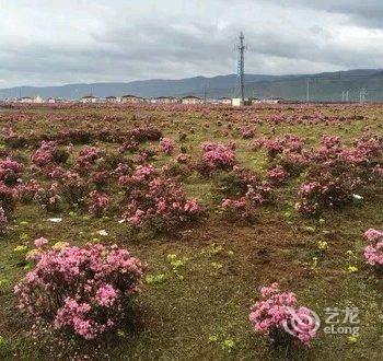 香格里拉有缘客栈酒店提供图片