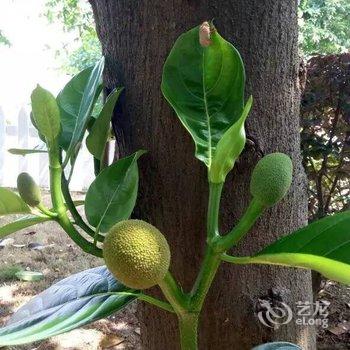 江门新会古兜温泉泉林私家别墅酒店提供图片
