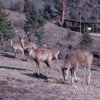 九寨沟药泉山庄酒店提供图片