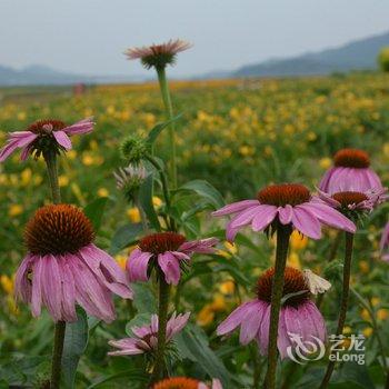 北京四合院悦山居客栈酒店提供图片