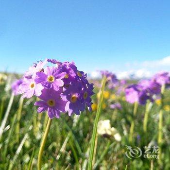 伊犁伊途青年旅舍酒店提供图片