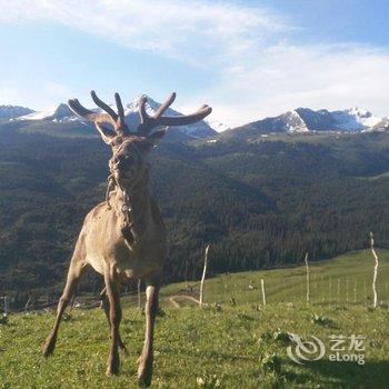 伊犁伊途青年旅舍酒店提供图片