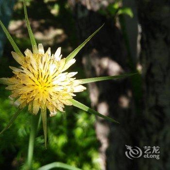 伊犁伊途青年旅舍酒店提供图片