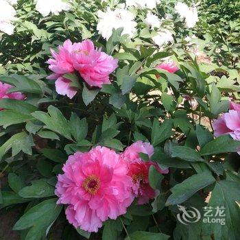 北戴河东方快捷宾馆酒店提供图片